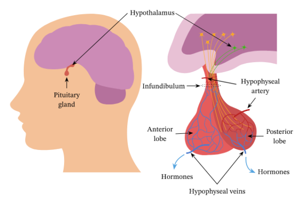 Pituitary Gland What It Is Function Anatomy