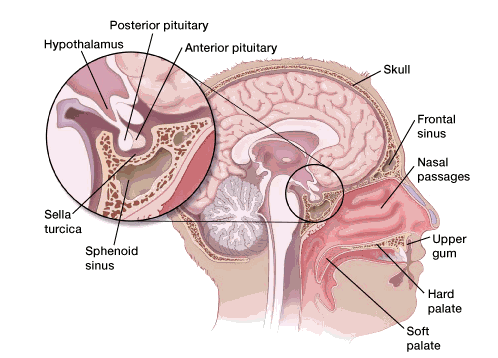 Pituitary Gland Disorders In Houston - Clinical Services