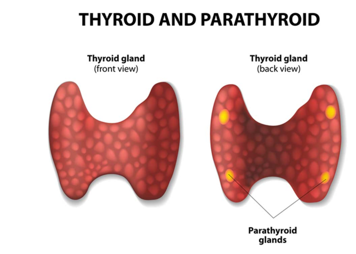 Thyroid And Parathyroid Disorders In Houston, Texas