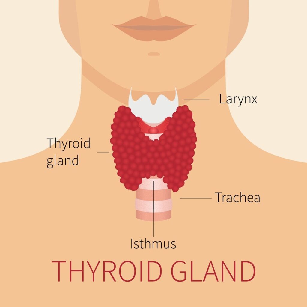 what-is-a-thyroid-causes-symptoms-treatment