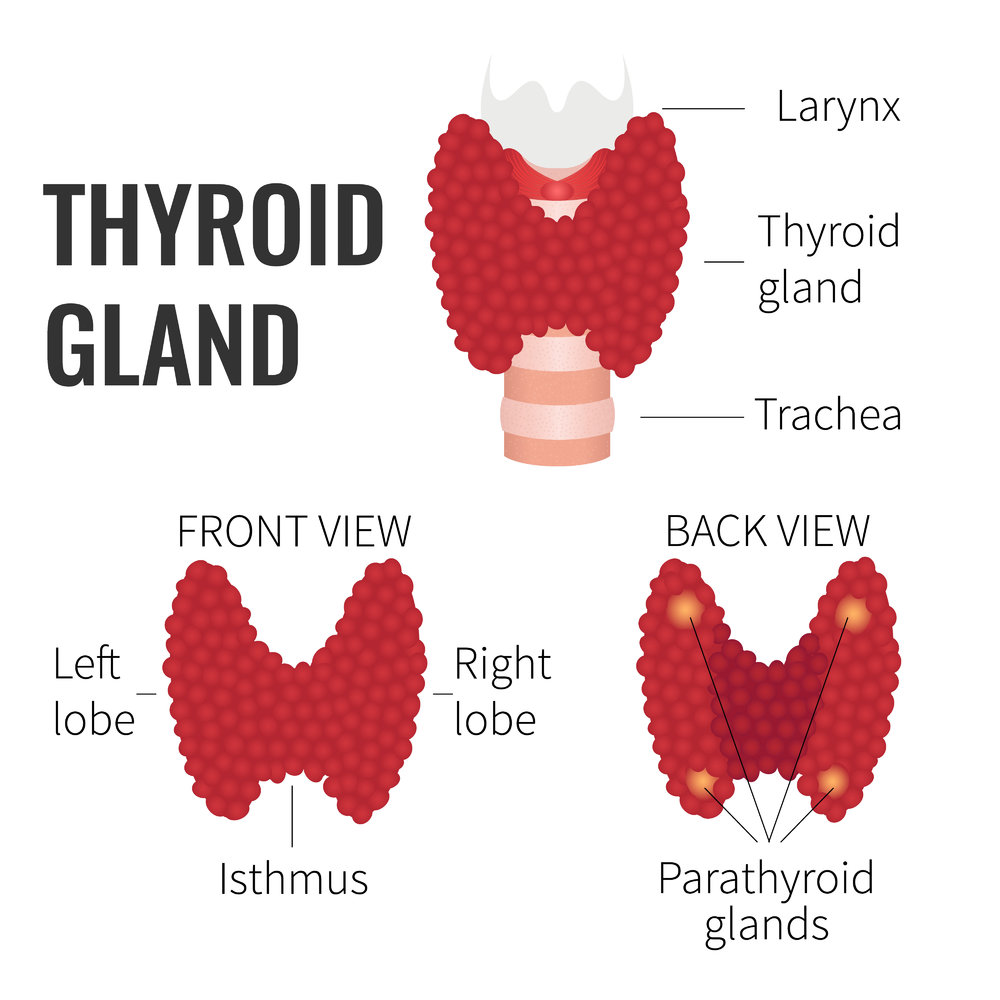 What Is The Thyroid?