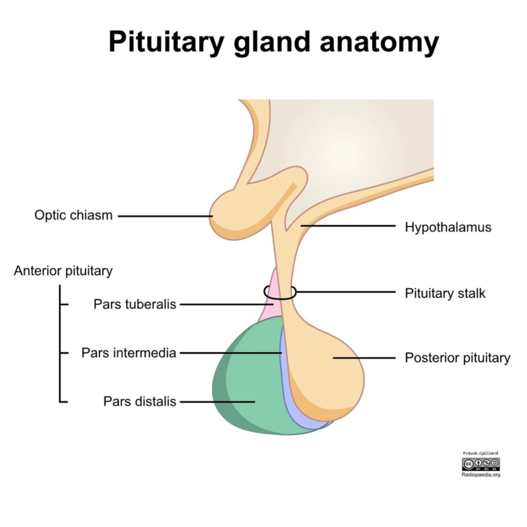 Pituitary Gland What It Is Function And Anatomy 6932