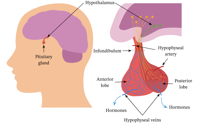 Does The Pituitary Gland Play A Role In The Nature Of Perception?
