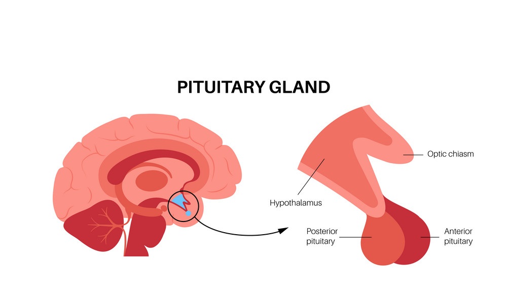 Does The Pituitary Gland Play A Role In The Nature Of Perception?