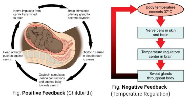 What Is the Feedback Mechanism Of Hormones, And How Does It Work?