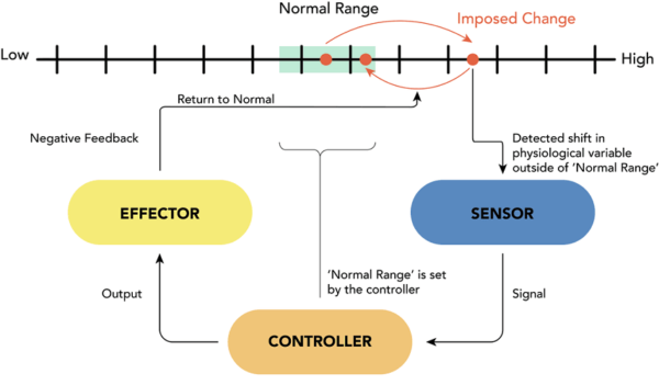 What Is The Feedback Mechanism Of Hormones And How Does It Work what-is-the-feedback-mechanism-of-hormones-and-how-does-it-work