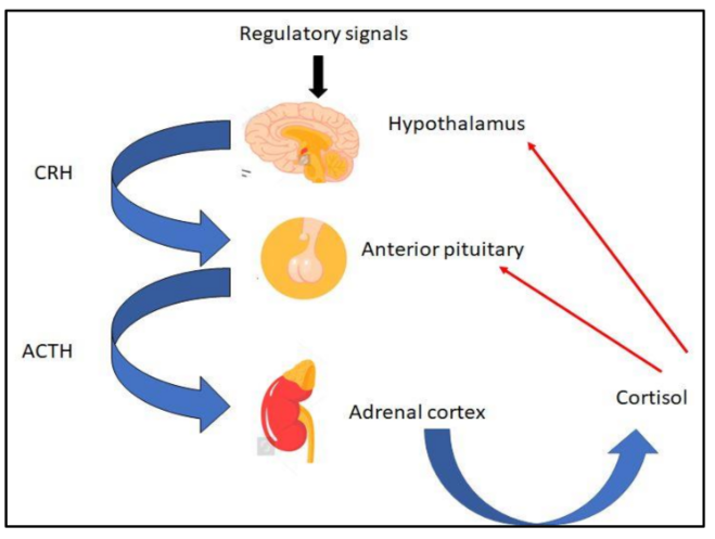What Tropic Hormone Stimulates Cortisol From The Adrenal Gland?