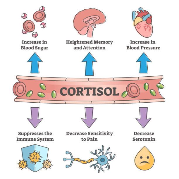 What Tropic Hormone Stimulates Cortisol From The Adrenal Gland?