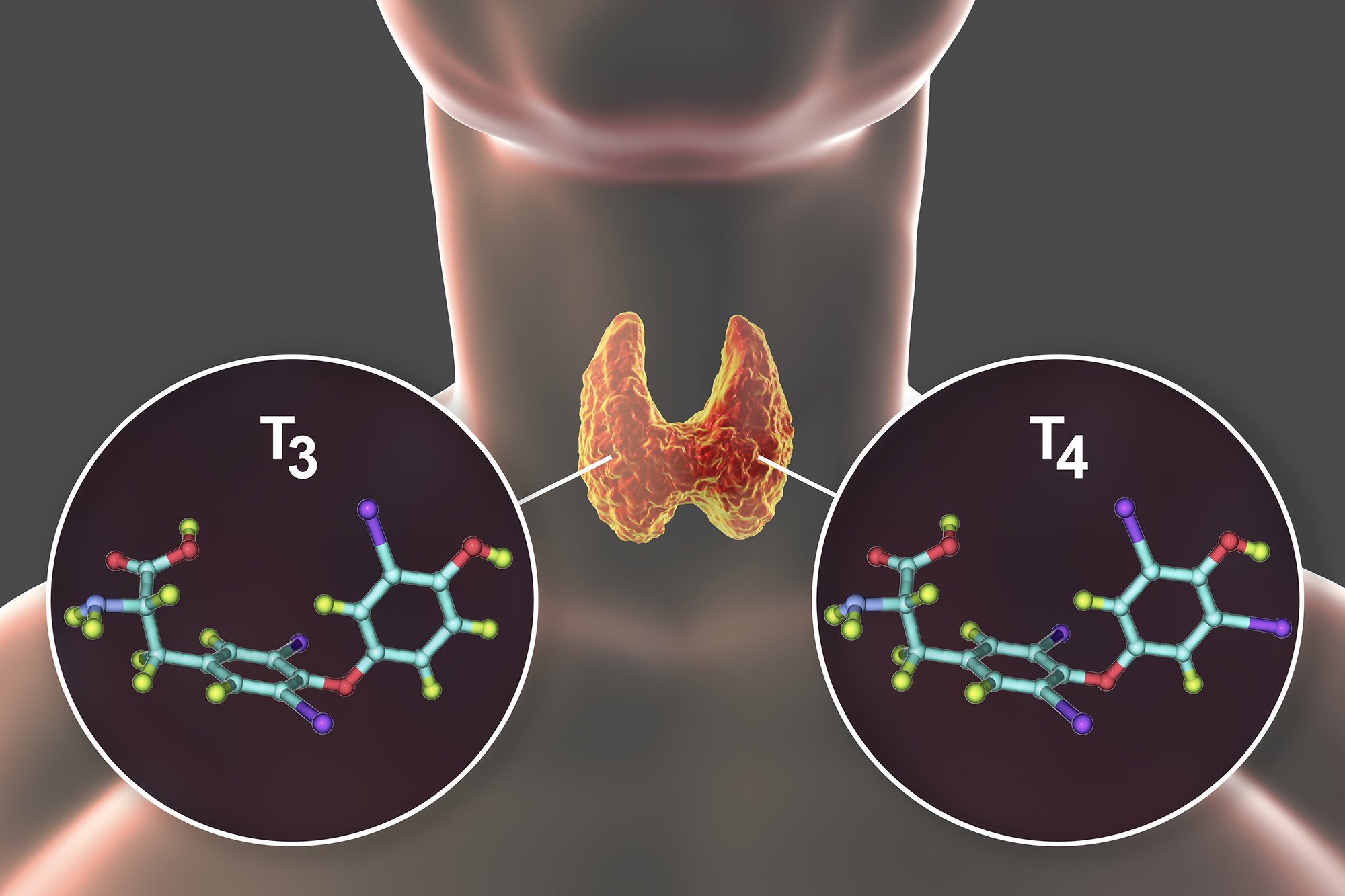 what-is-the-difference-between-t3-and-t4-in-thyroid-function