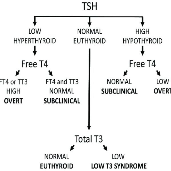 What Is The Difference Between T3 And T4 In Thyroid Function?