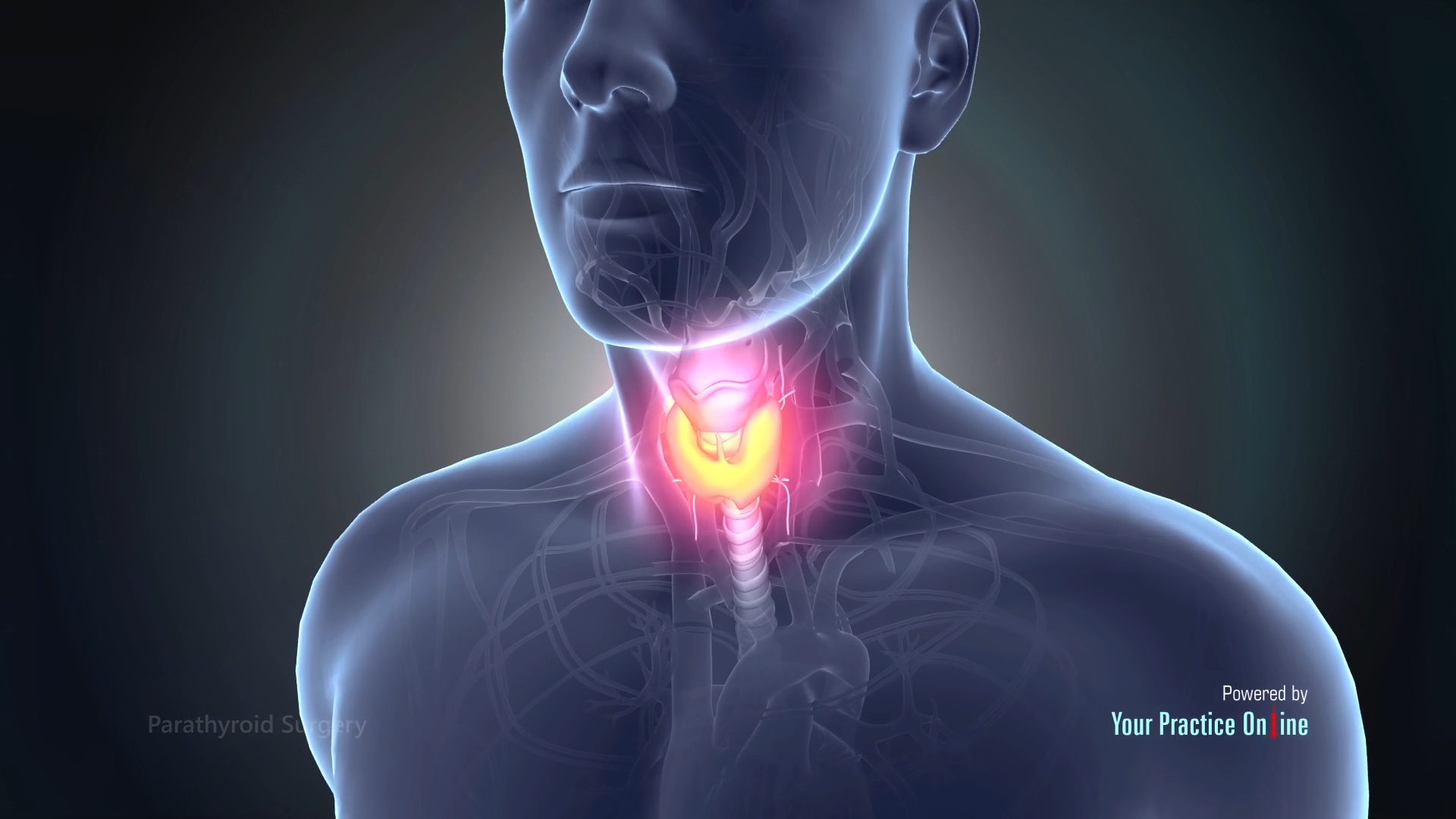 Which organs are affected by the parathyroid hormone?