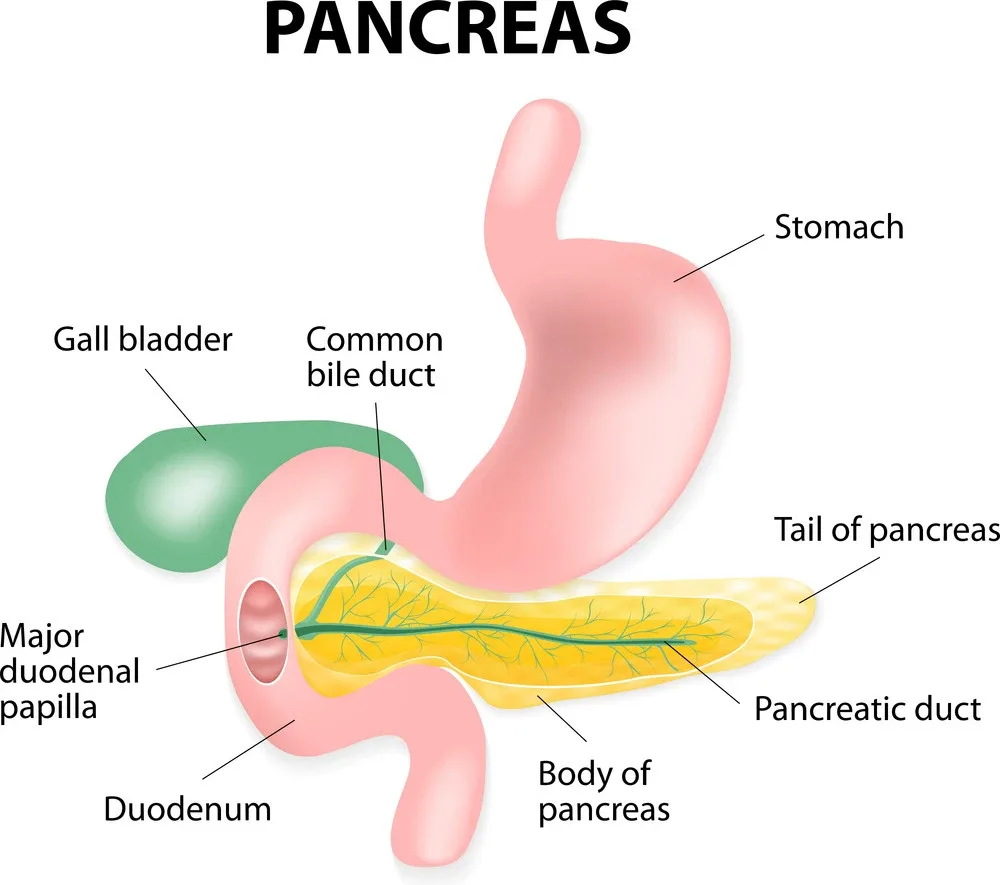 Endocrine Pancreas