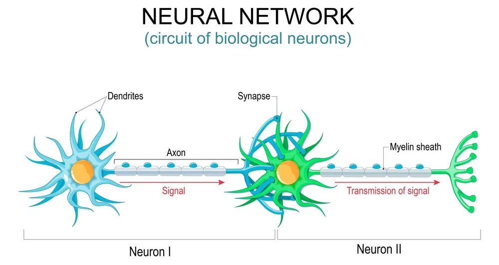 What is the chemical messenger in the neural system?