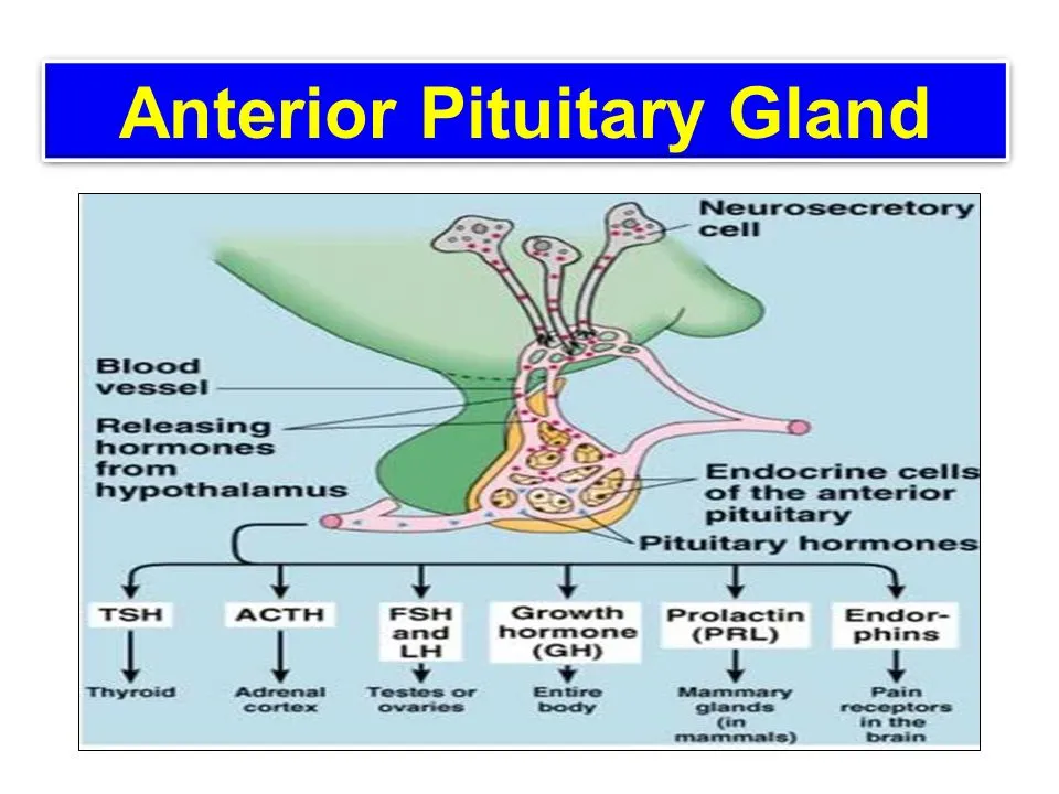 Anterior Pituitary: What It Is & Function