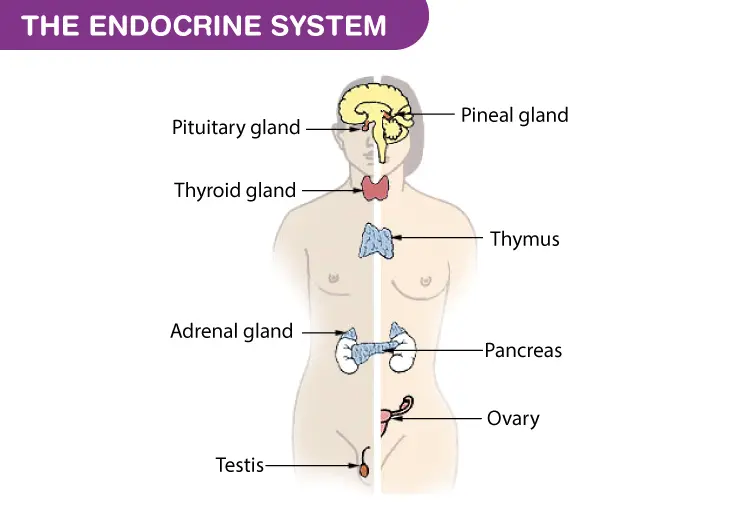 Understanding the Role of an Endocrine Center in Your Health